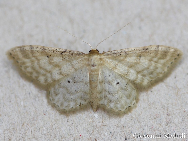 Idaea fuscovenosa  da confermare